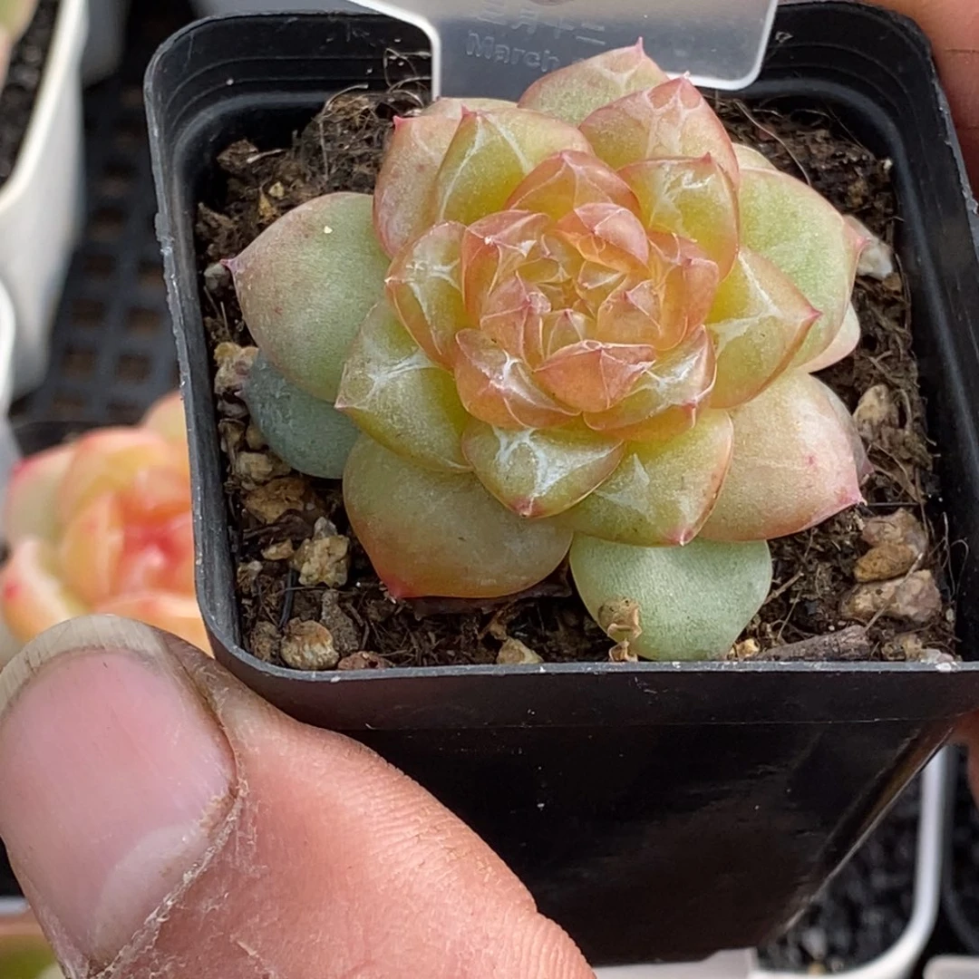 天官赐福百无禁忌