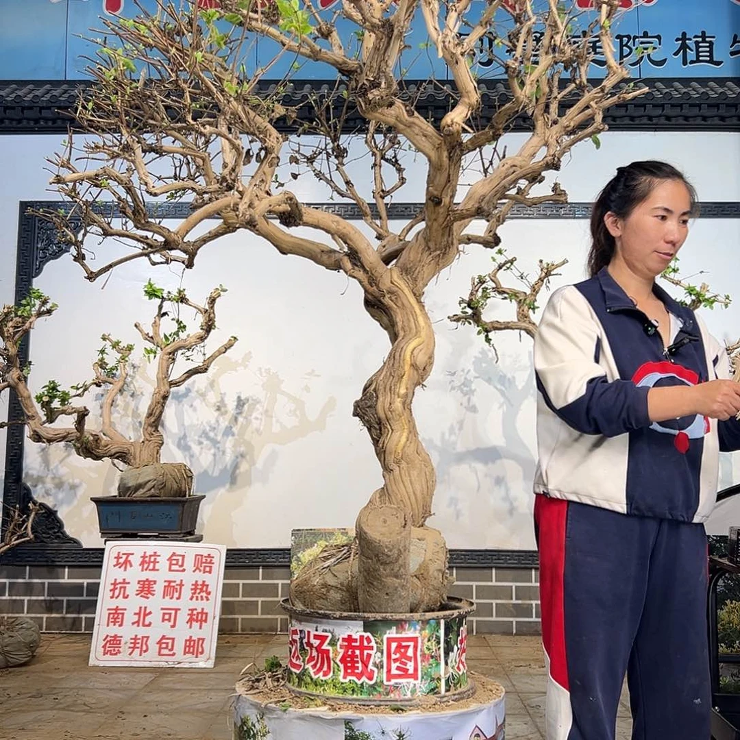 完全开放金银花盆景老桩