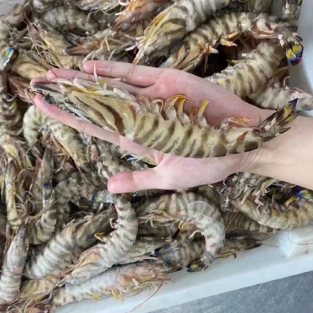 舟山东海野生竹节虾斑节虾九节虾