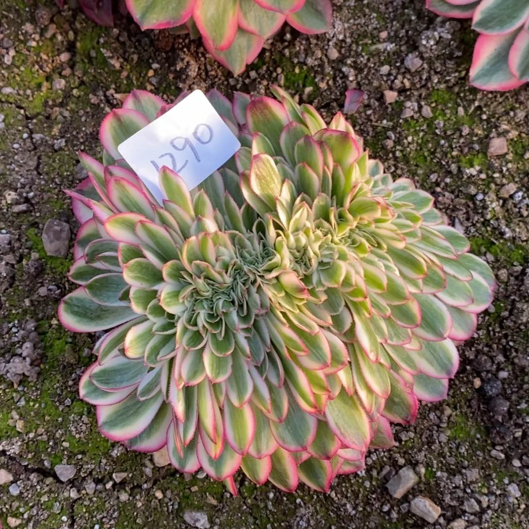 1290倾城多肉植物