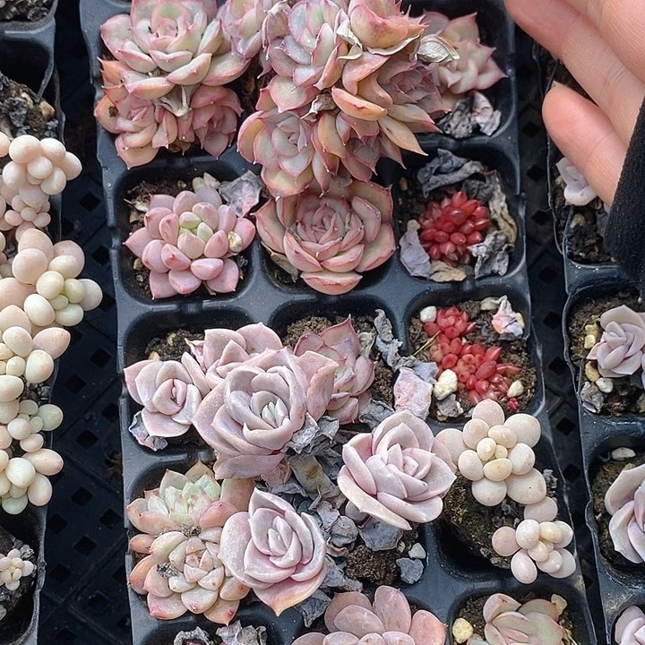 283 多肉植物盆栽花卉盆栽