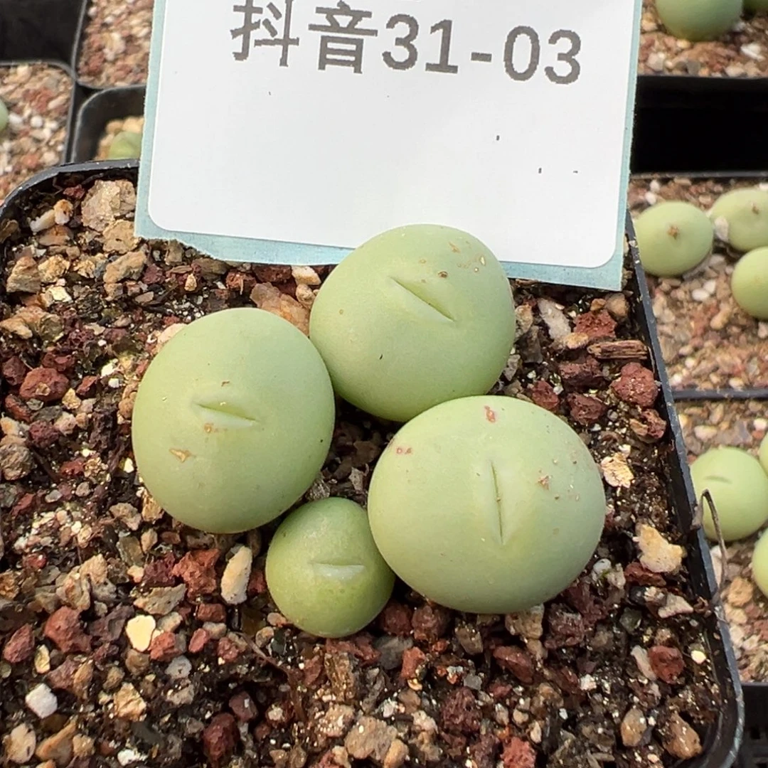 米***多31-03肉锥多肉植物，