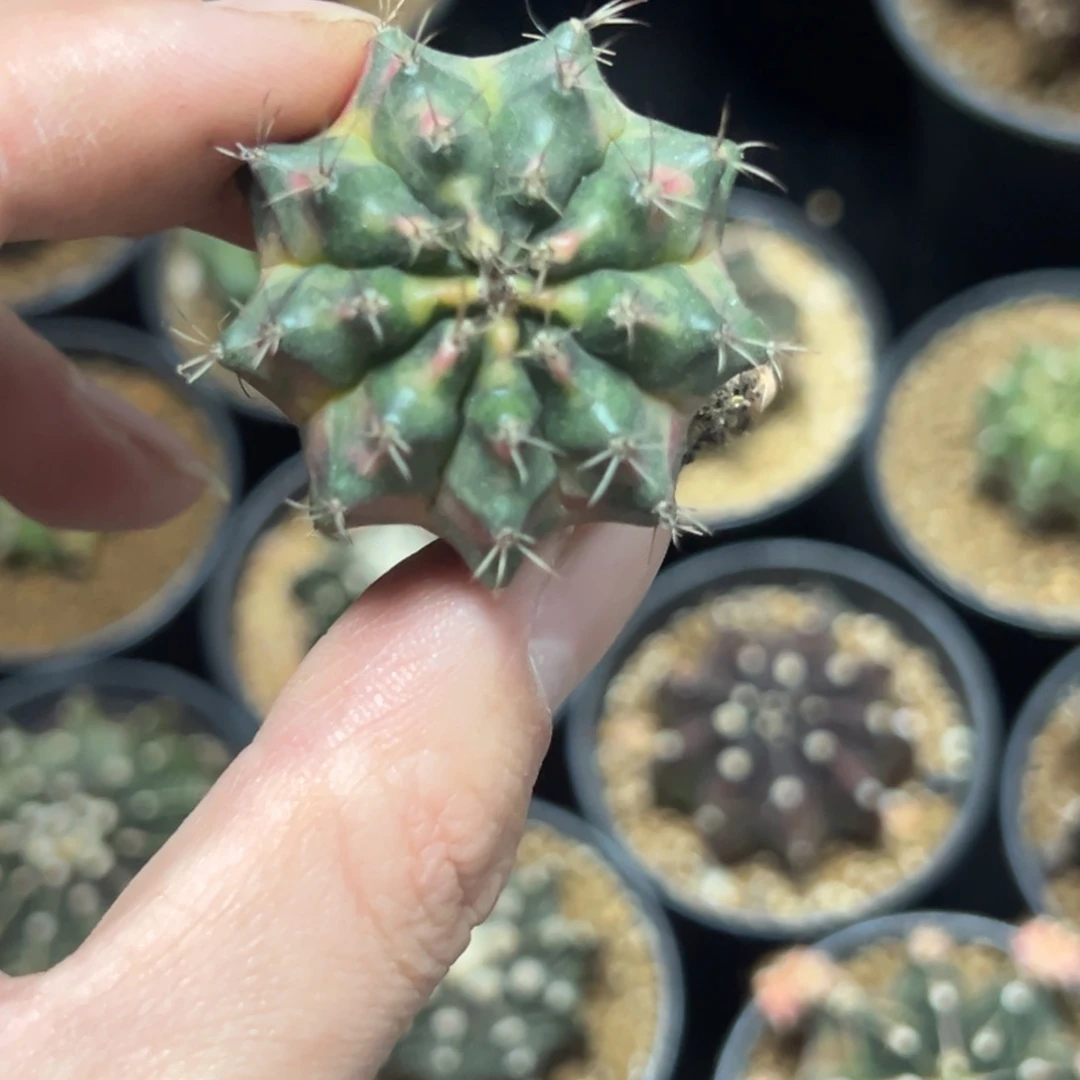 米哈锦侧芽自根脱土发货46