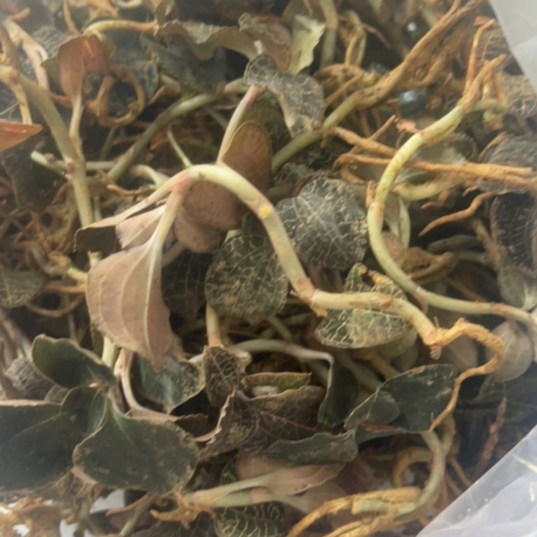云南特产下山金线莲农副产品干货