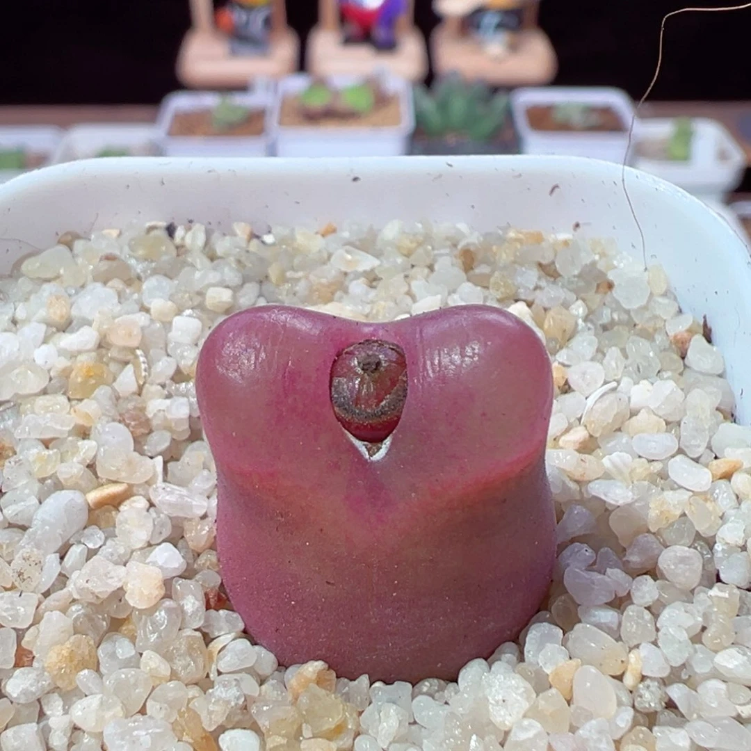 许****妈216-161.我的心好