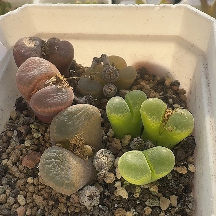 237 一盒风铃。