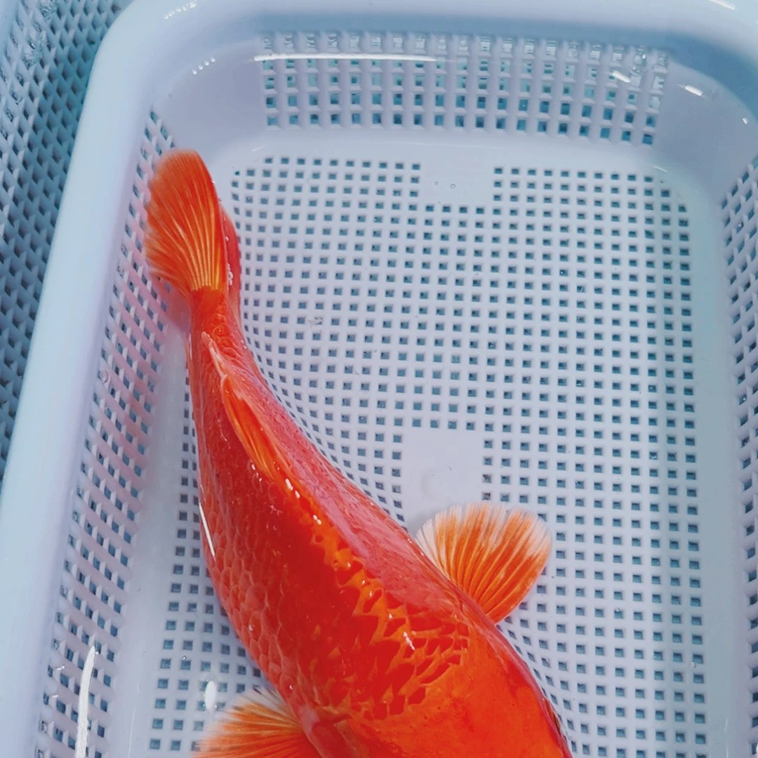 锦鲤锦鲤冷水鱼观赏113