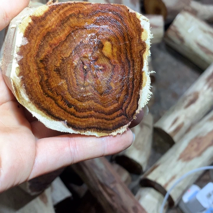 花梨木类海南黄花梨