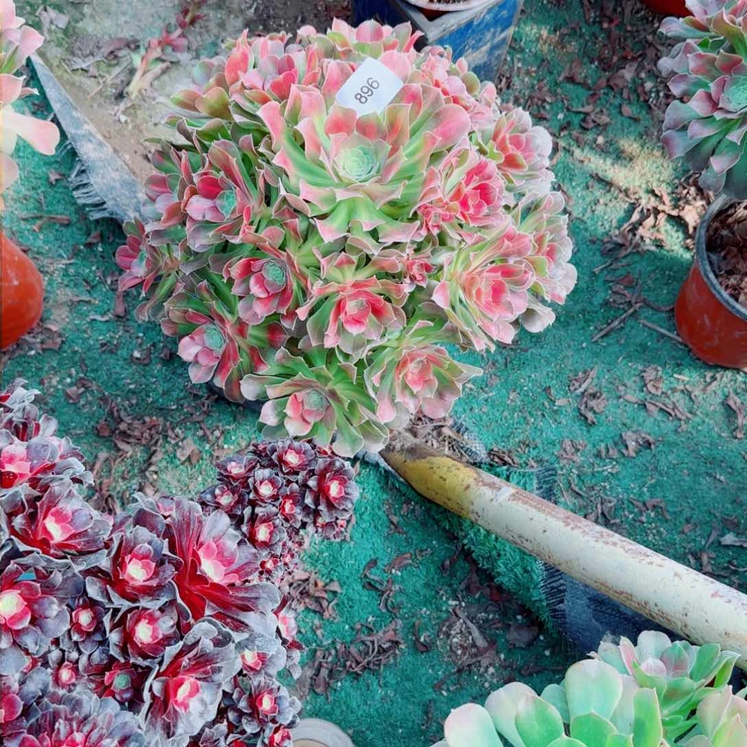 女巫中班法师多肉968