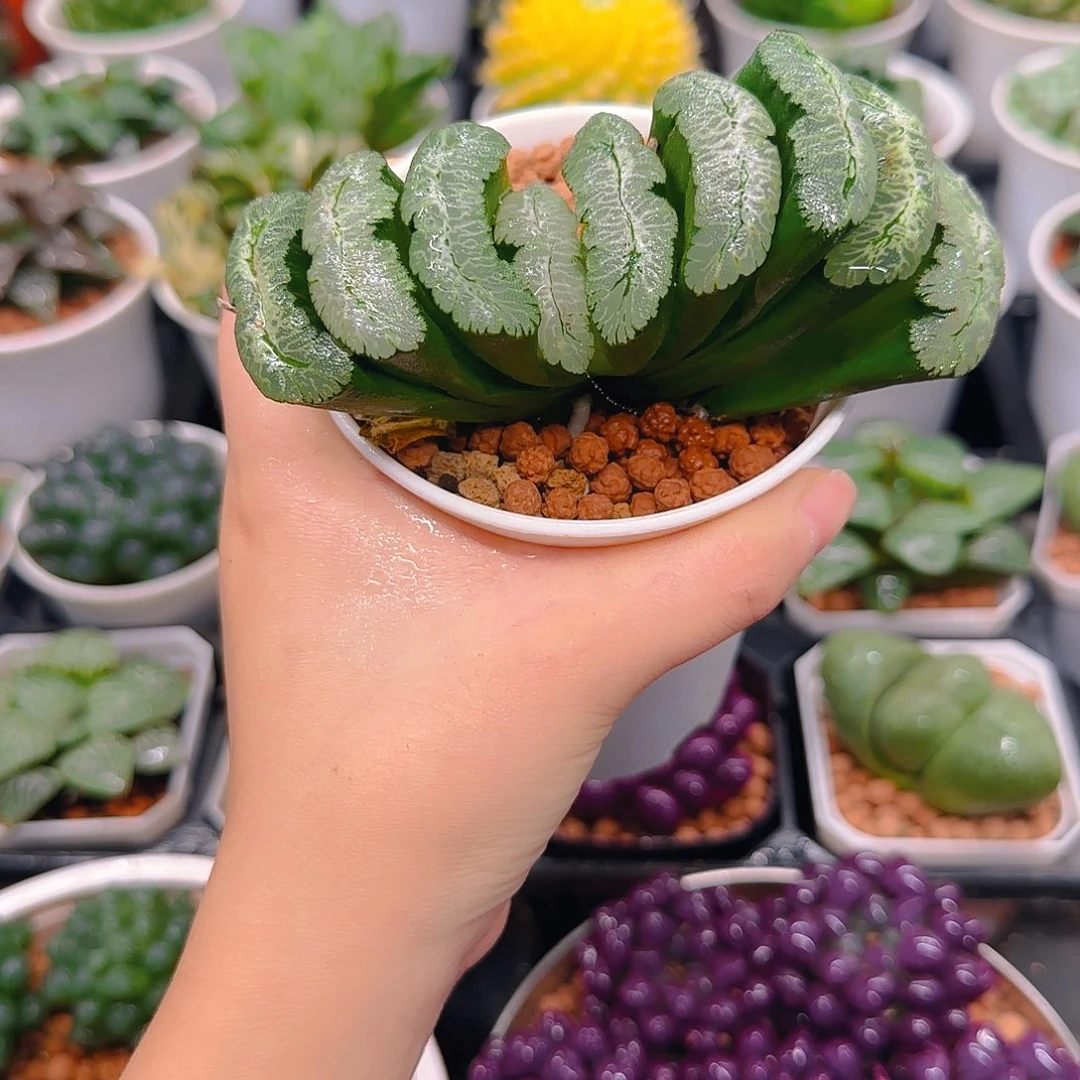 母本虞姬玉扇，万象盆