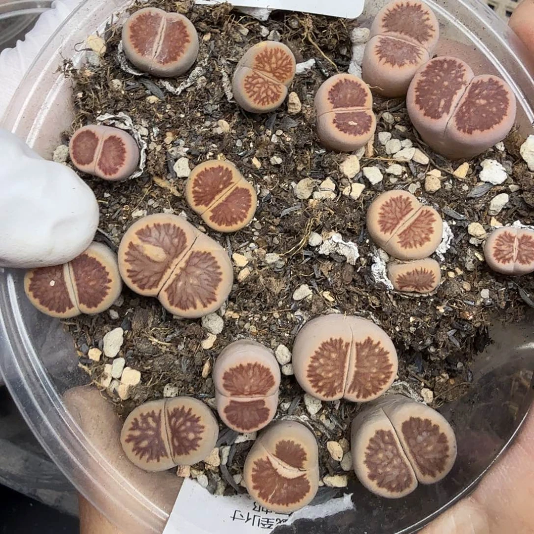 不过他不可能一直陪到235