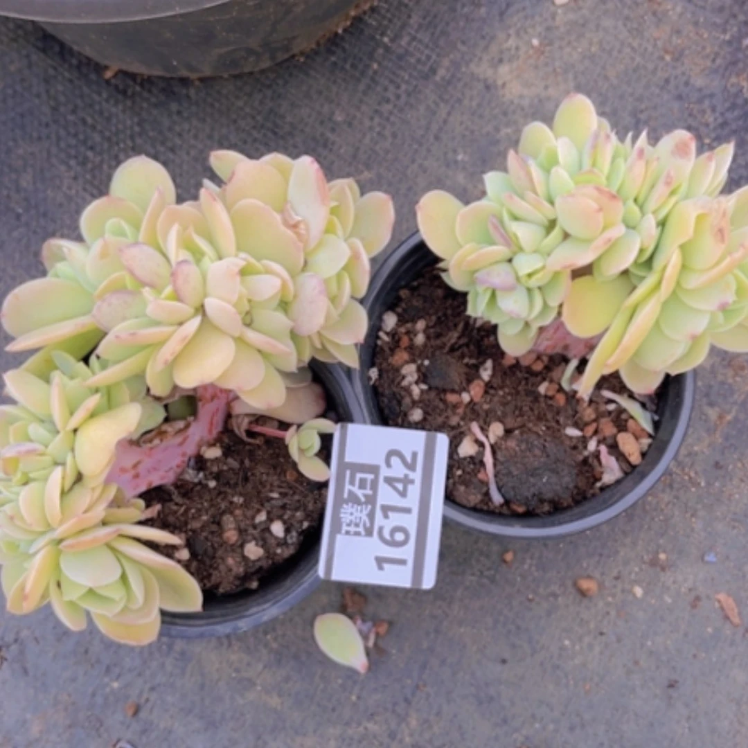 【闪购商品】～***～碧桃缀16142