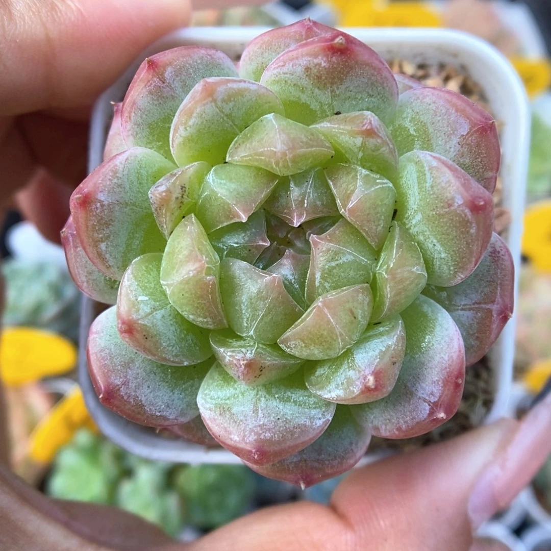 绿晶体透心珍妮361号