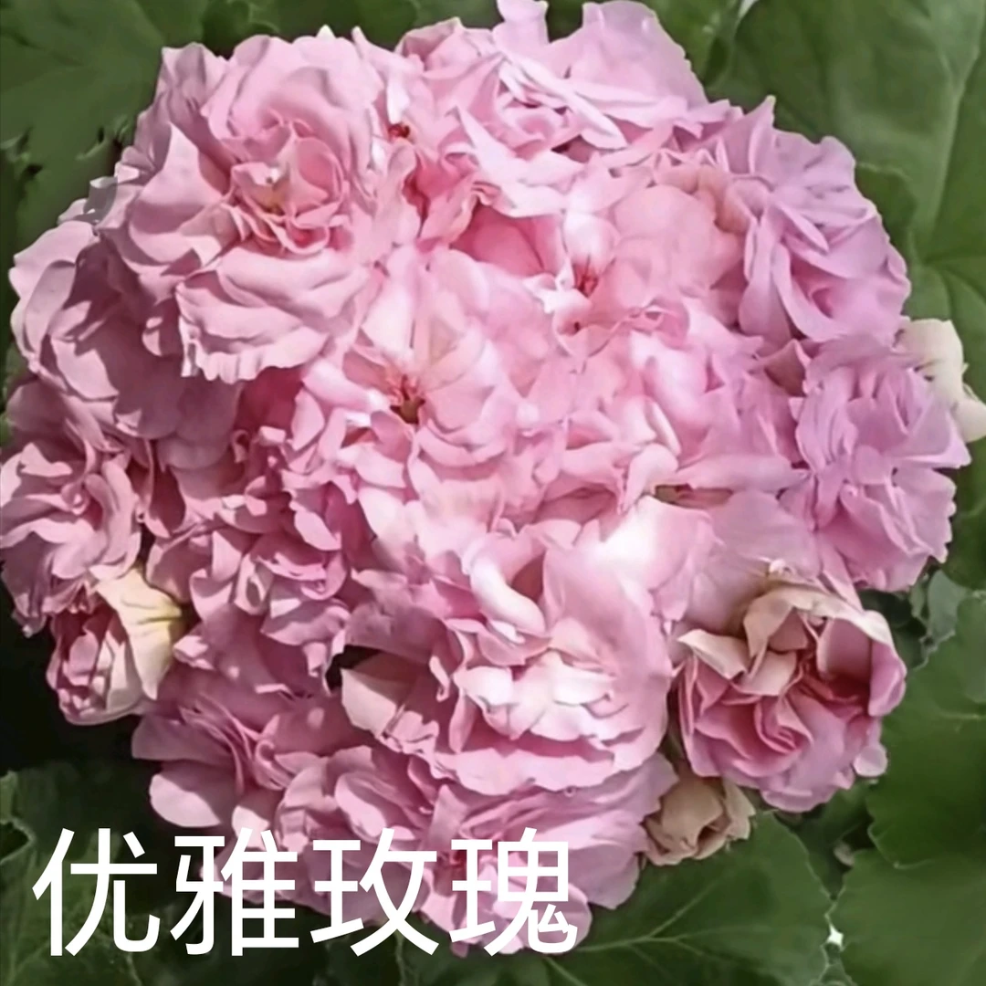 【优雅玫瑰】直立单瓣天竺葵