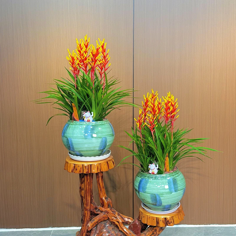 喜炮凤梨 紫鹿凤梨 高档室内空气凤梨 耐阴观花植物 鸿运当头凤梨