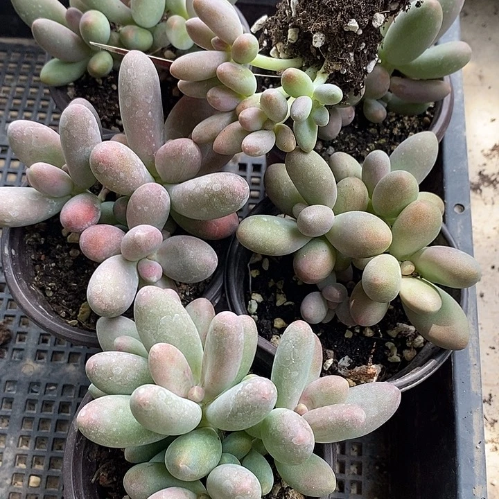 无花朵多肉一物一拍