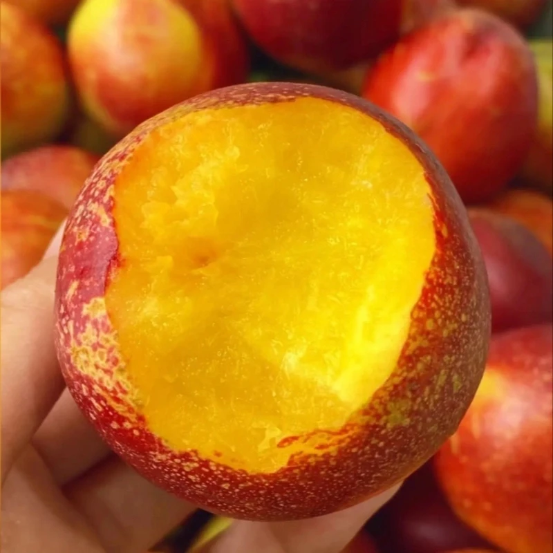 正宗黄心麻点大油桃新鲜现摘脆甜多汁当季水果