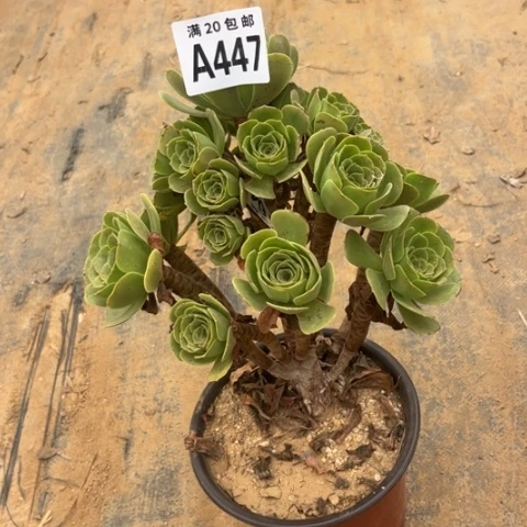 447绿羊绒不包断枝