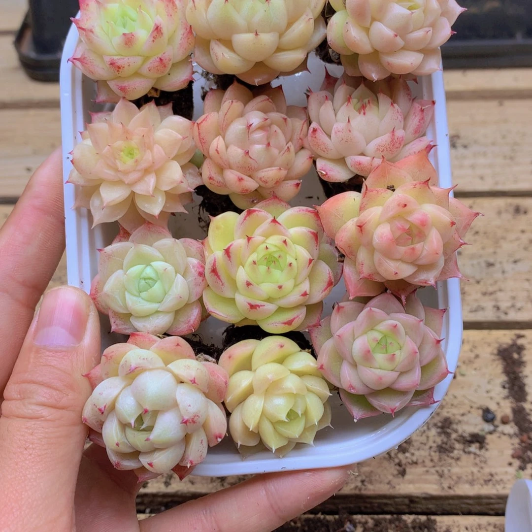 我要去看你了啊032