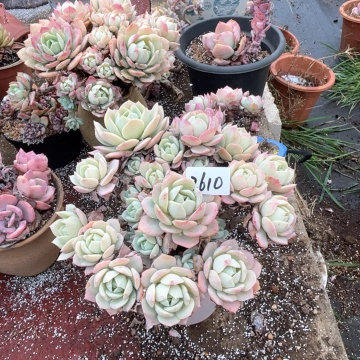 ?*2610恋曲CC多肉