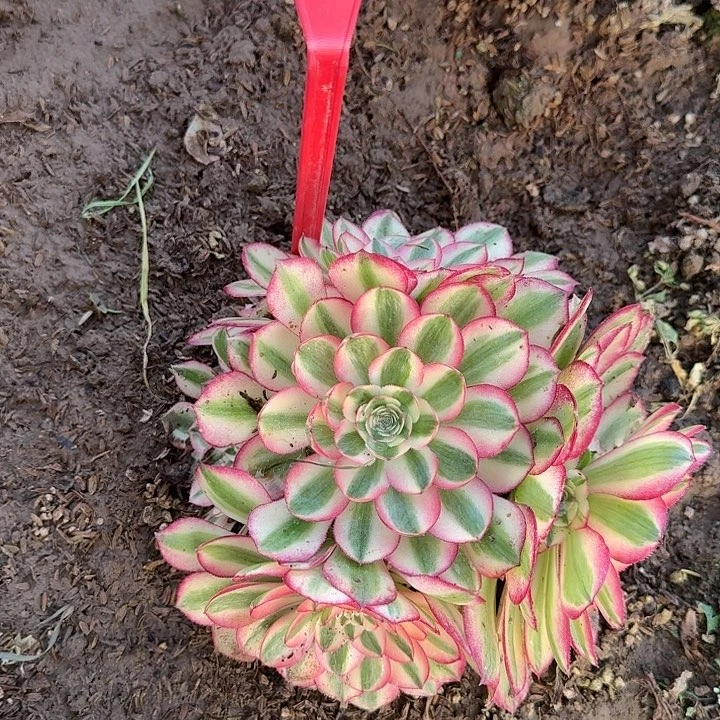 海****85-69荔枝多肉法师