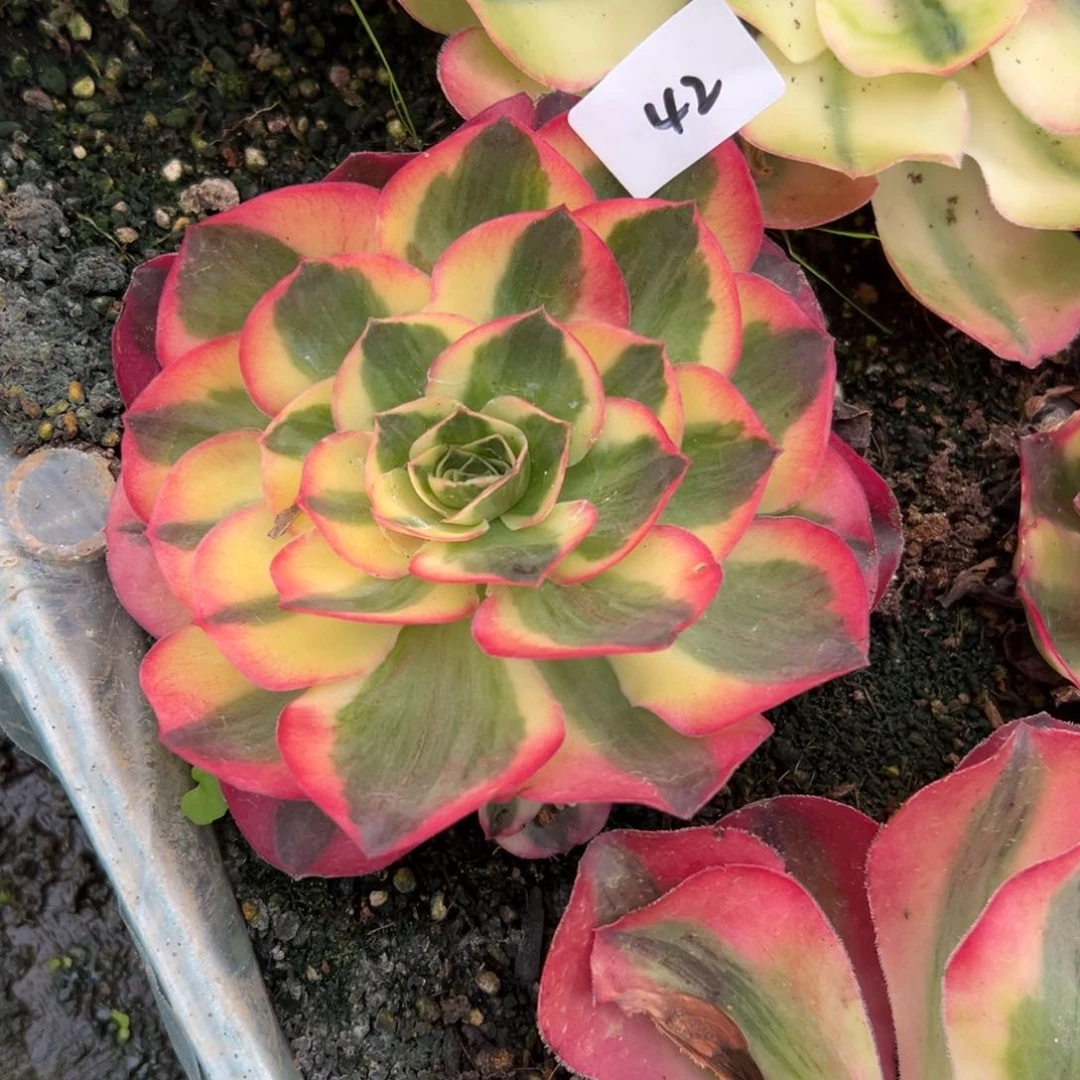 42如意多肉植物体