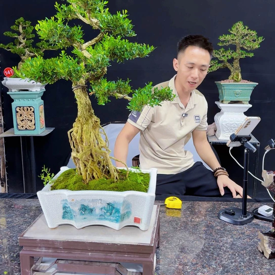 当前无花朵，栽培后可花朵
