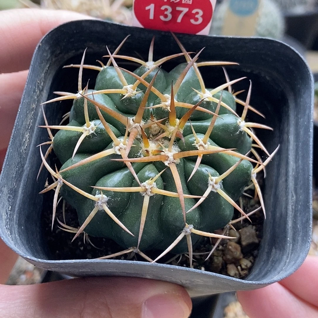 实生狂刺印加圆盘玉杂交