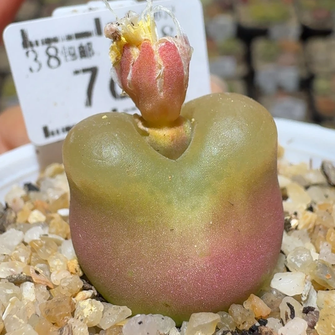 Ssss清仓价便宜出