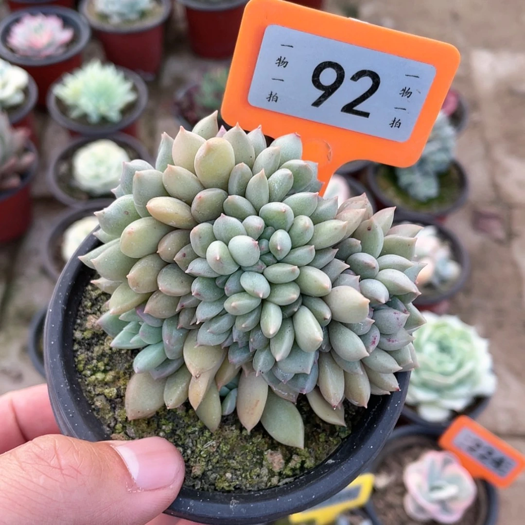 【闪购商品】92号的