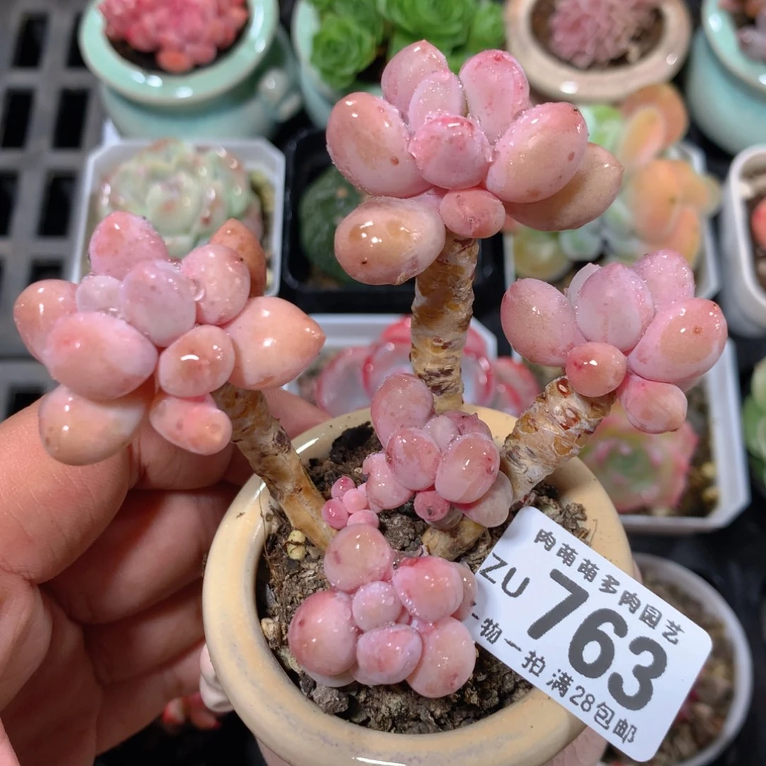 5CM拇指盆精控多肉ZU763