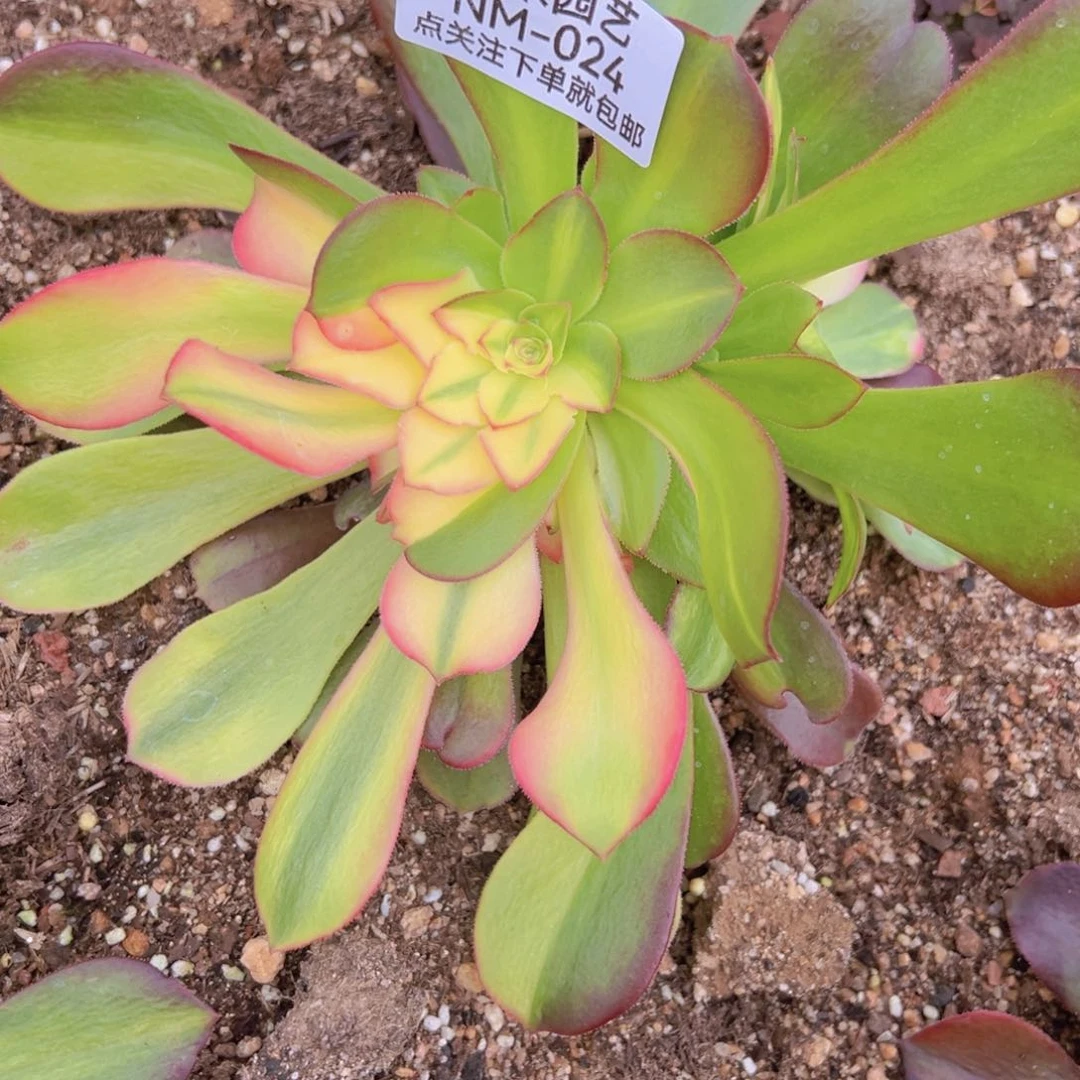 绍七彩花脸手捧024