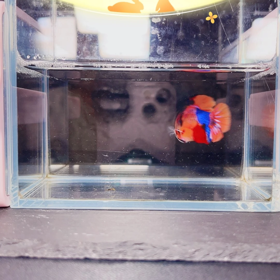 海水鱼宙斯斗鱼竞拍09-24