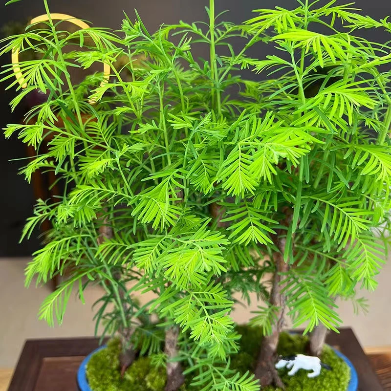 龟缸小盆景打造水松黎明红杉晒太阳红四季栽培耐寒耐热水杉美观