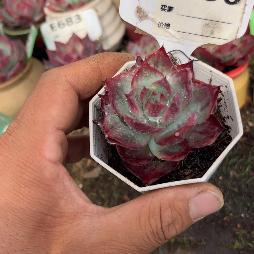 惊鸿一瞥750号多肉