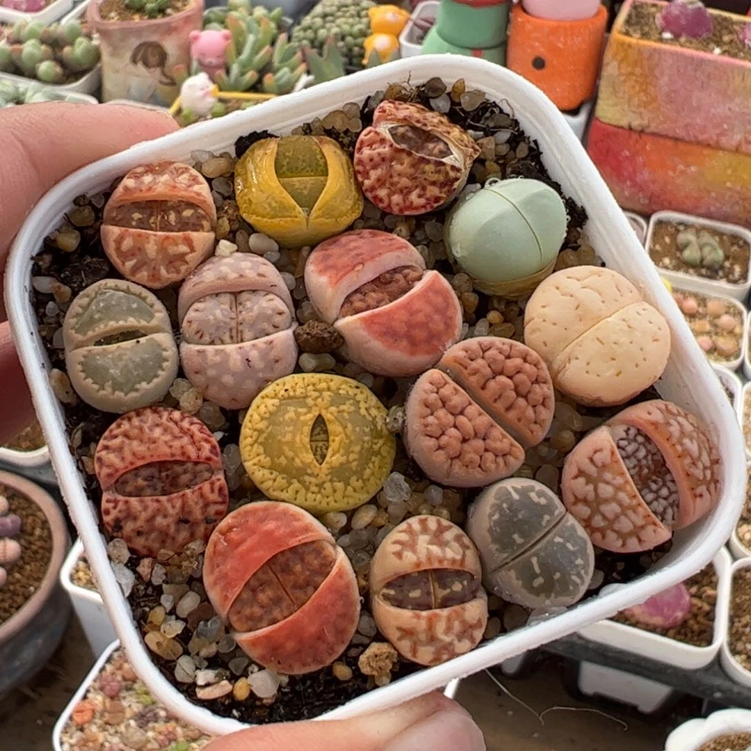 563多肉植物百科