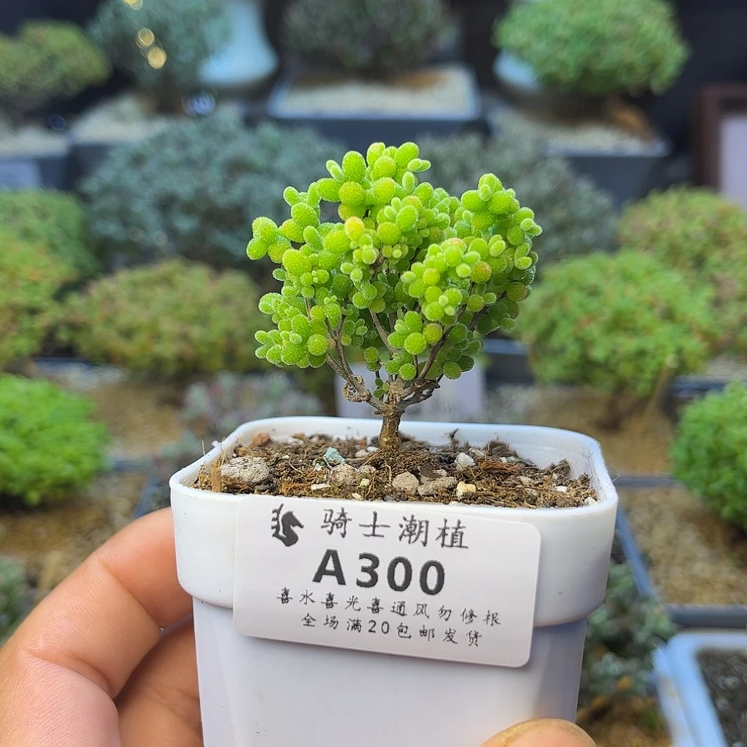 300蜜橘糖球枝干番杏