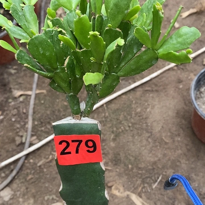 无花朵瑕疵苗028，279号新疆不包邮