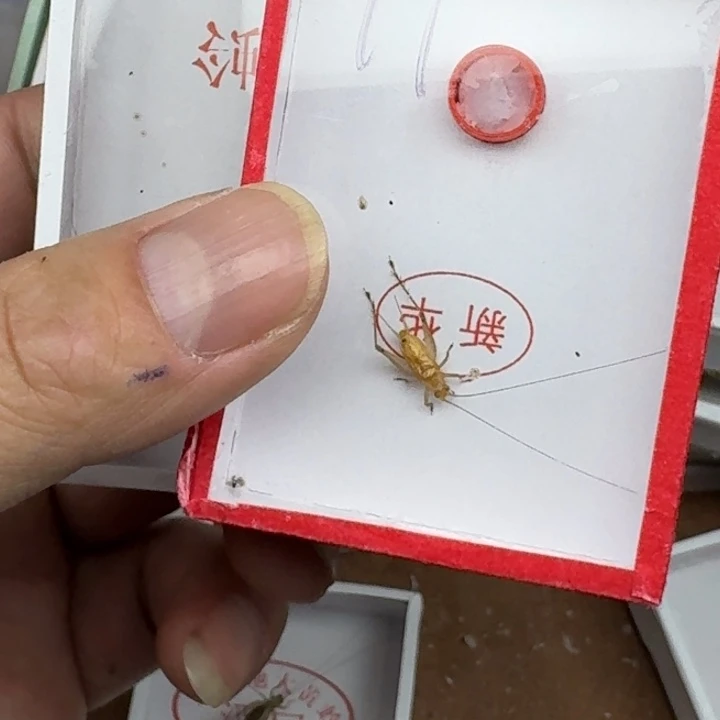 二***人蟋蟀11111111111112122