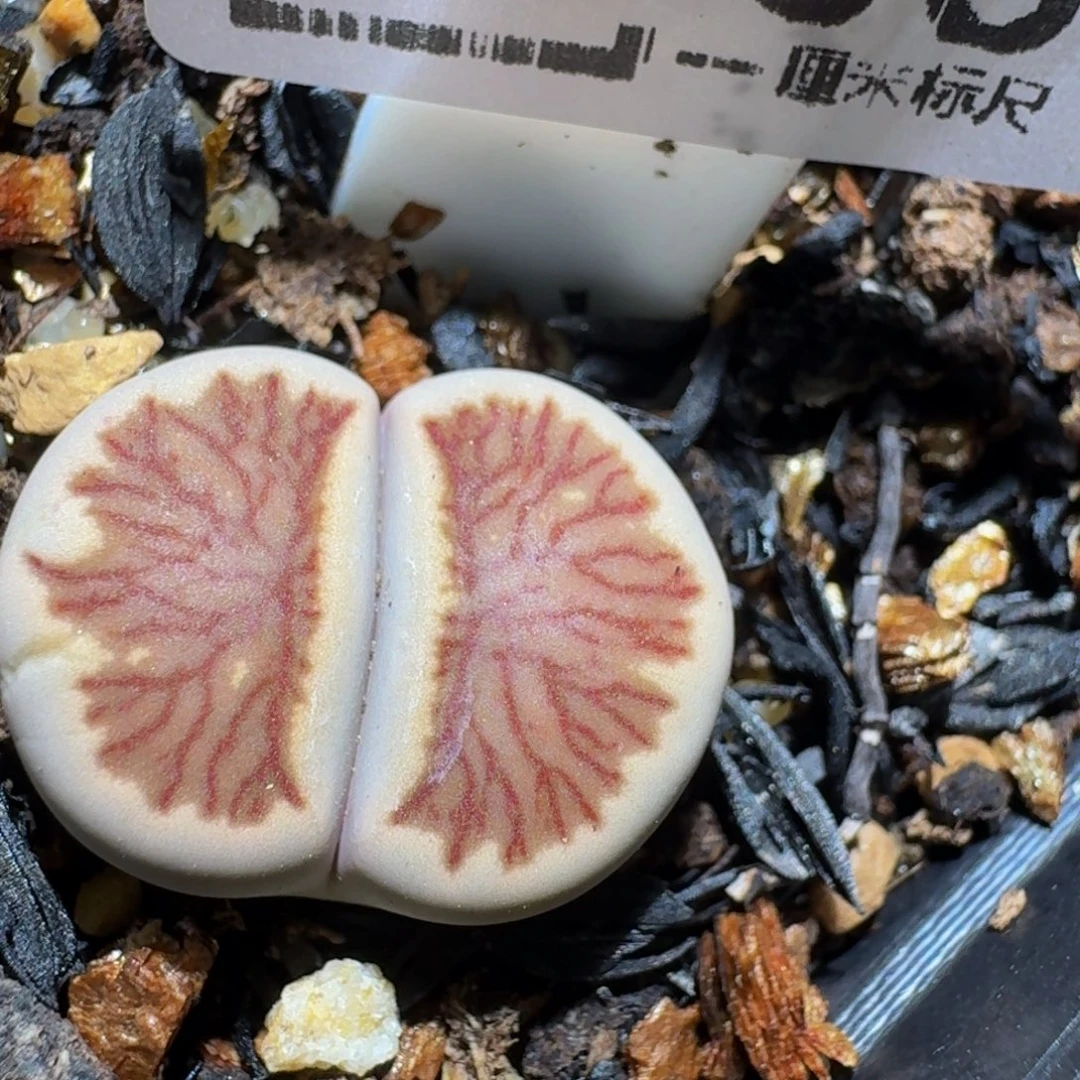 Zzzzz生石花肉锥1806丝丝菊