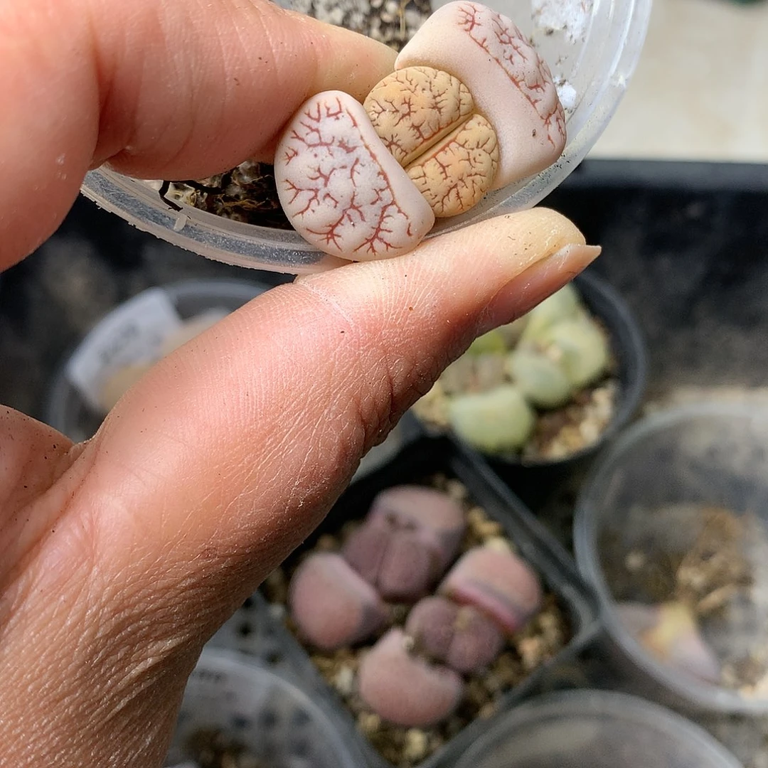 E575多肉植物保护研究所