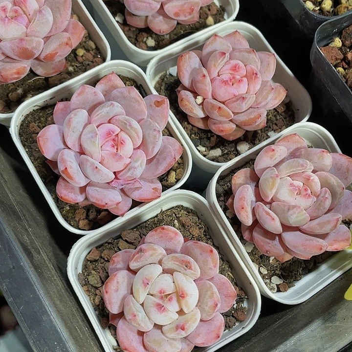 单头仙女橙带盆土