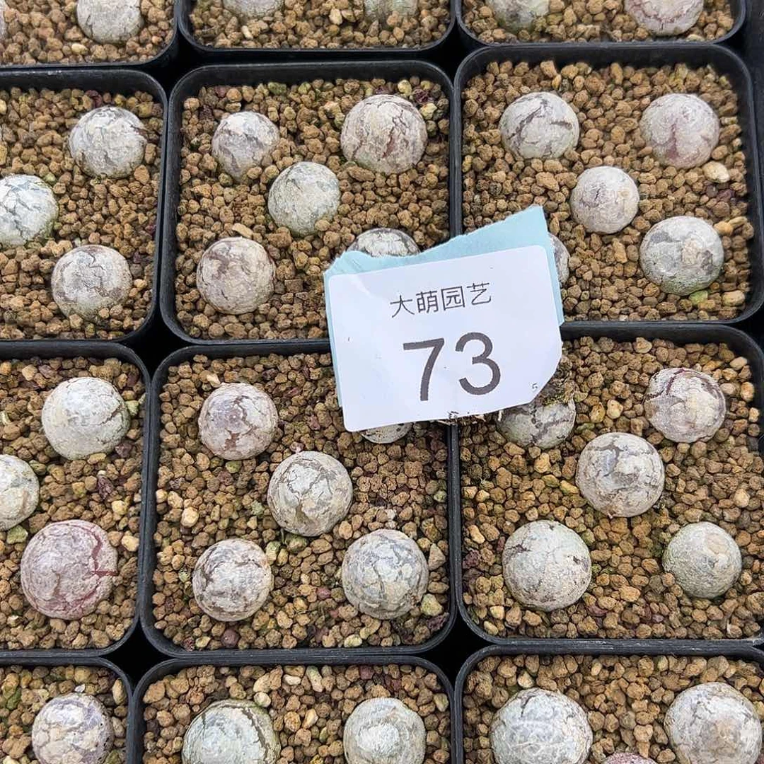 000073量拍灯泡13颗尺寸不低于1.0脱土发