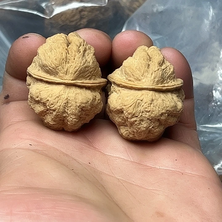 核桃39号临沧古蟾王39尺