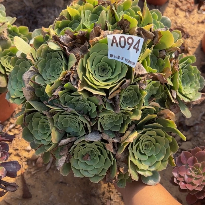 绿杨蓉多肉植物094.