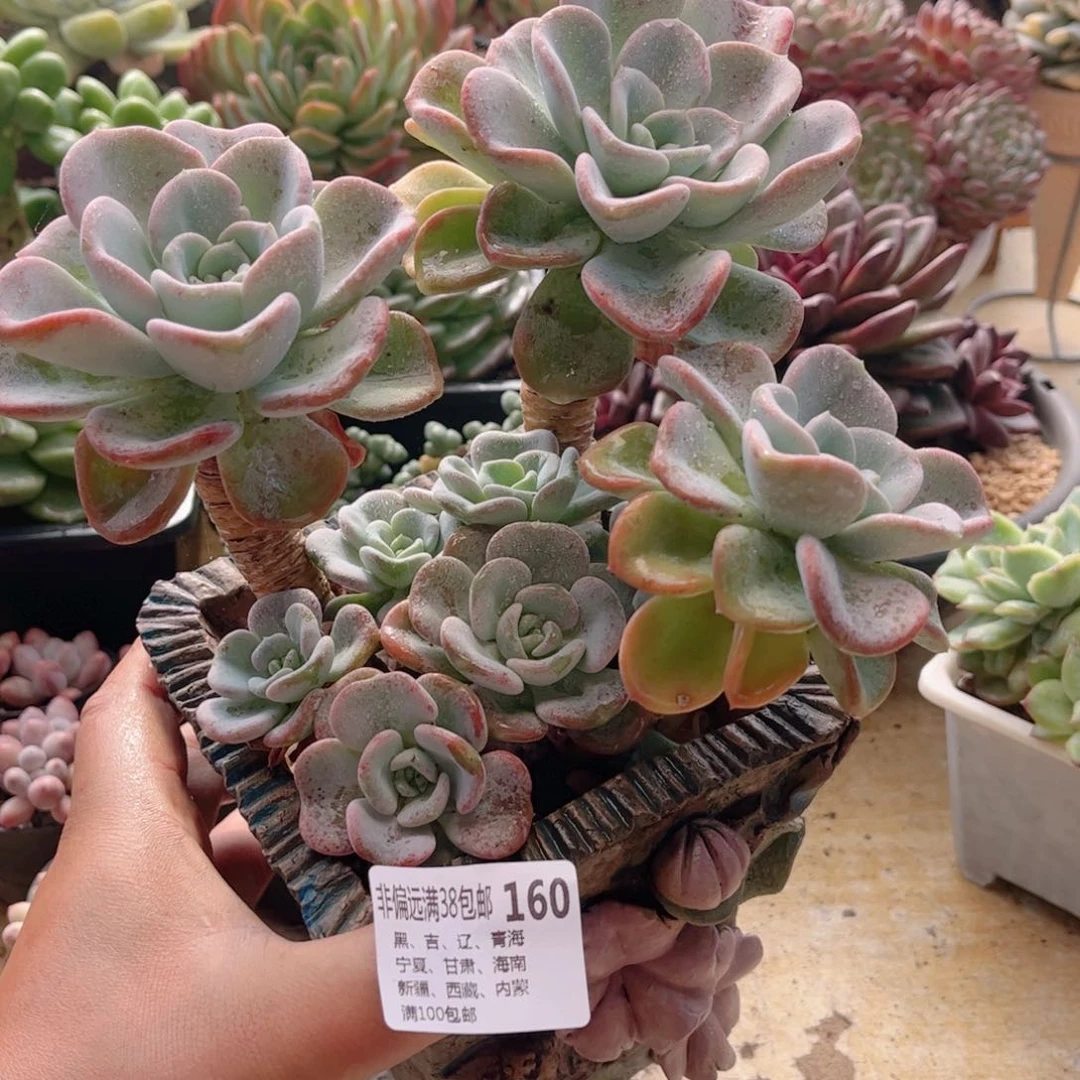 160美尻德华多肉