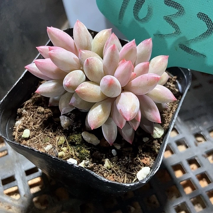 多肉植物虞美人7032