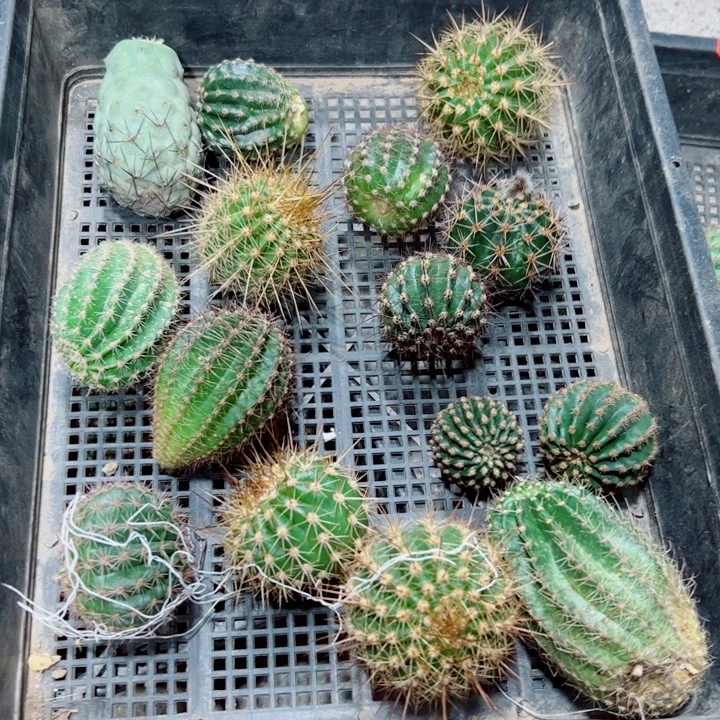 4框拍歪斑小无根侧芽无售后