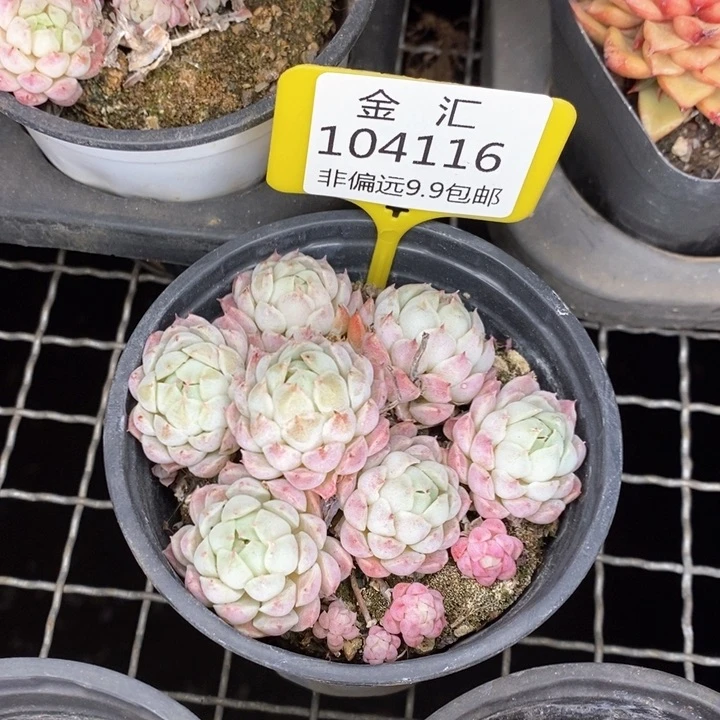 陆**顺福利多多。104116