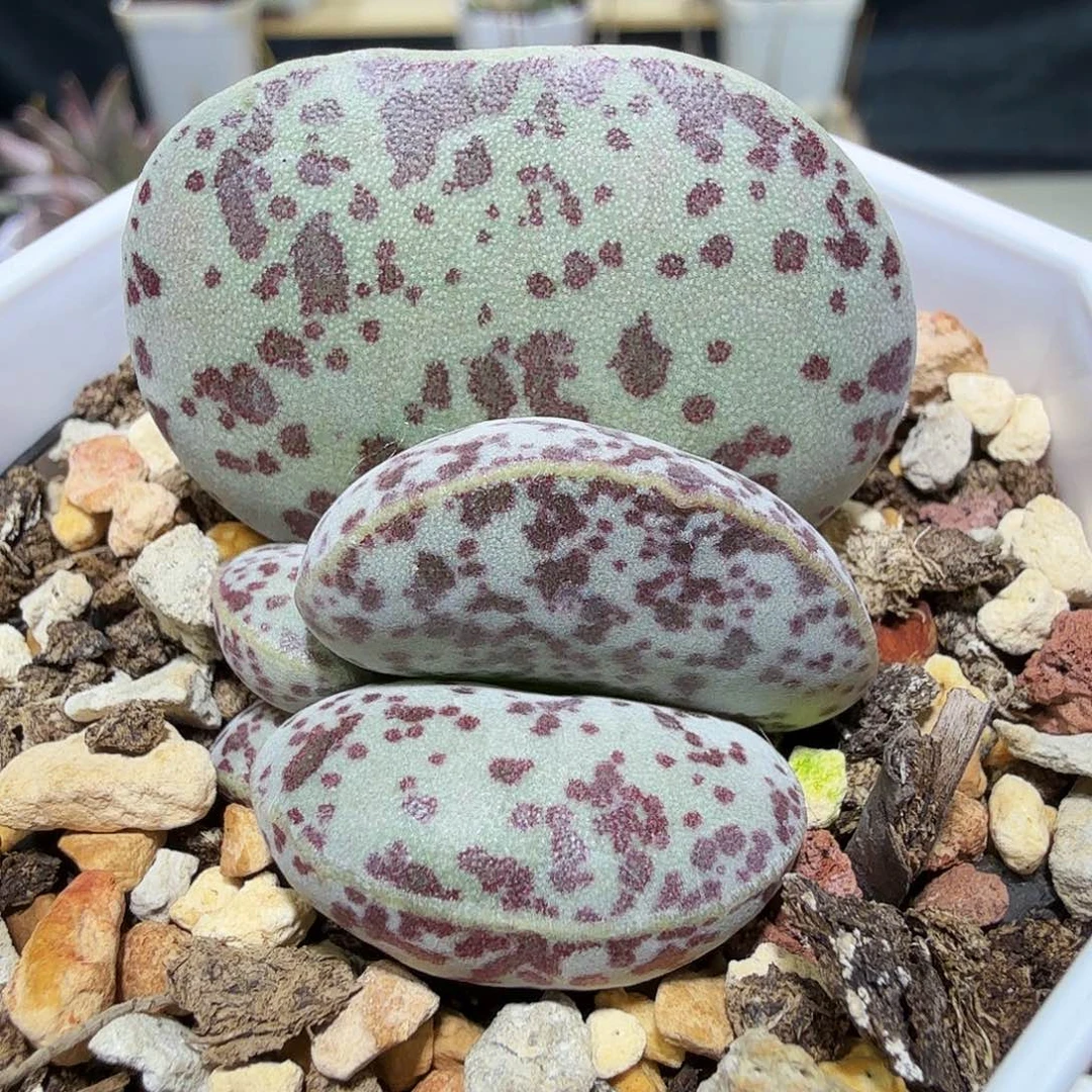 花蛋水泡多肉植物